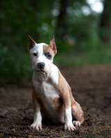 Красивые щенки Амстаффтерьера ркф