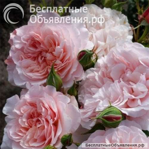 Родам розы с закрытой корневой системой