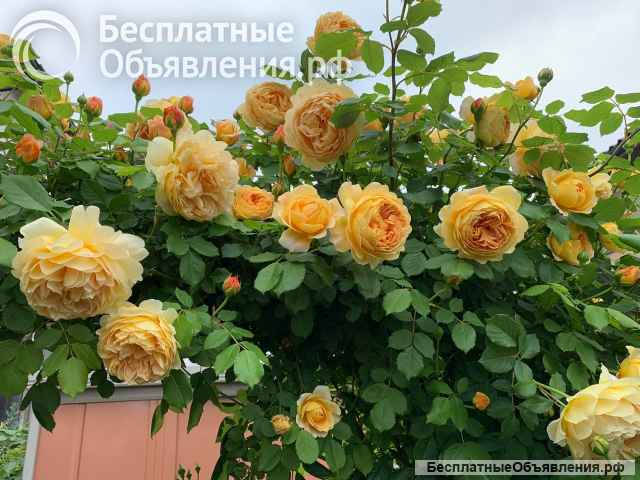 Родам розы с закрытой корневой системой