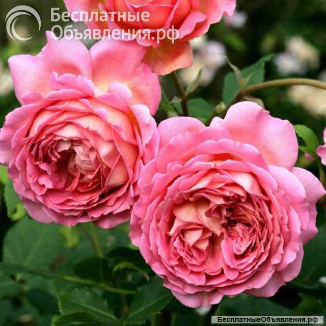 Родам розы с закрытой корневой системой