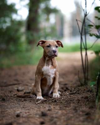 Голубо-палевая сука Амстаффтерьера ркф