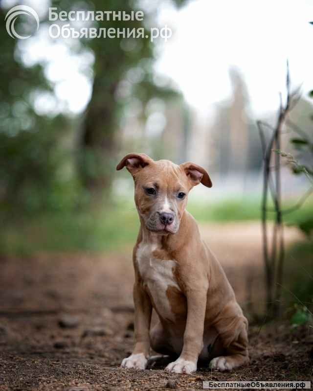 Голубо-палевая сука Амстаффтерьера ркф