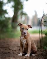 Голубо-палевая сука Амстаффтерьера ркф