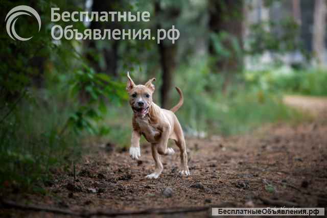 Голубо-палевая сука Амстаффтерьера ркф