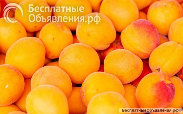Прямые поставки иранских фруктов и овощей в Россию