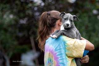 Красивые голубые мальчики и девочки Амстаффтерьера ркф