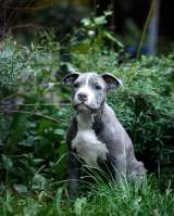 Красивые голубые мальчики и девочки Амстаффтерьера ркф