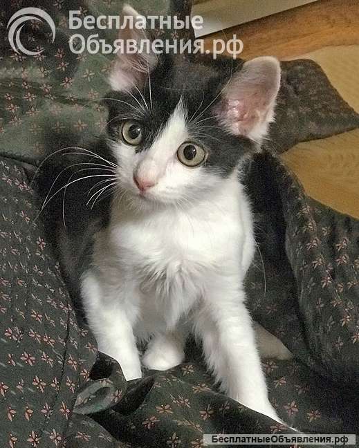 Ласковая, игривая девочка-котенок Мэй в добрые руки