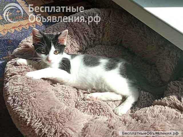 Ласковая, игривая девочка-котенок Мэй в добрые руки