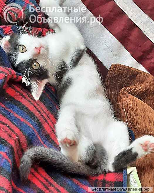 Ласковая, игривая девочка-котенок Мэй в добрые руки