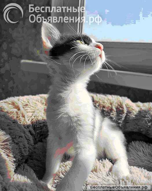 Ласковая, игривая девочка-котенок Мэй в добрые руки