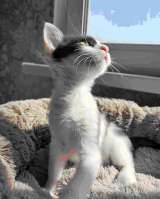 Ласковая, игривая девочка-котенок Мэй в добрые руки