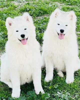 Шикарные щенки Самоедской лайки 5, 5 месяцев ркф