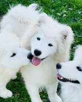 Шикарные щенки Самоедской лайки 5, 5 месяцев ркф