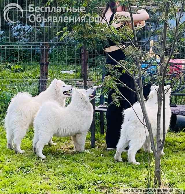 Шикарные щенки Самоедской лайки 5, 5 месяцев ркф