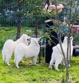 Шикарные щенки Самоедской лайки 5, 5 месяцев ркф