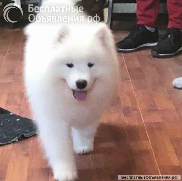 Шикарные щенки Самоедской лайки 5, 5 месяцев ркф