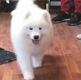 Шикарные щенки Самоедской лайки 5, 5 месяцев ркф