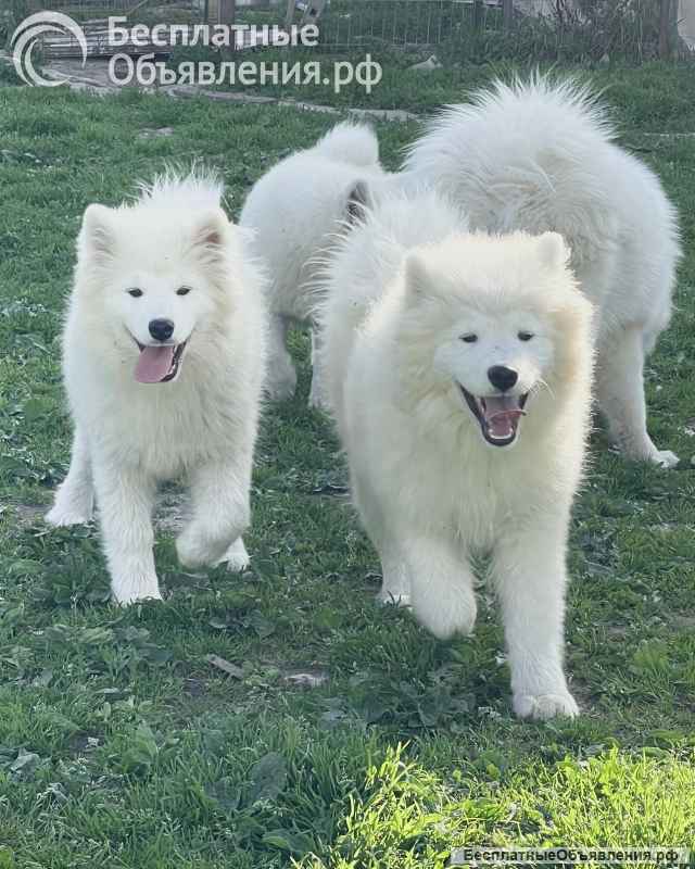 Шикарные щенки Самоедской лайки 5, 5 месяцев ркф