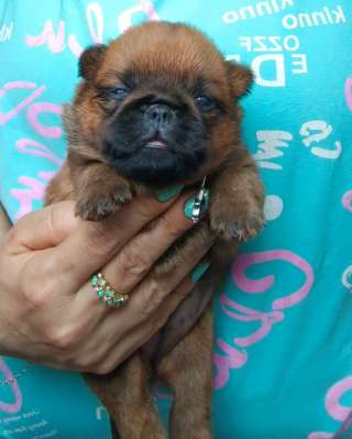 Девочка брабочка