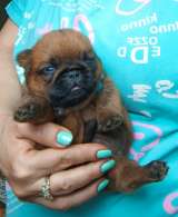 Девочка брабочка