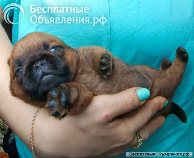 Девочка брабочка