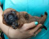 Девочка брабочка