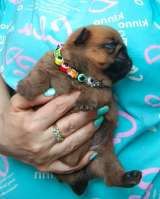 Девочка брабочка