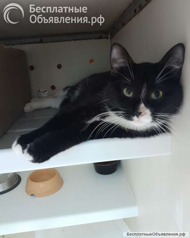 Котята-подростки ищут дом