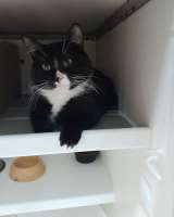 Котята-подростки ищут дом