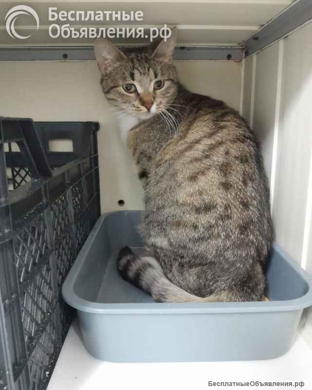 Котята-подростки ищут дом