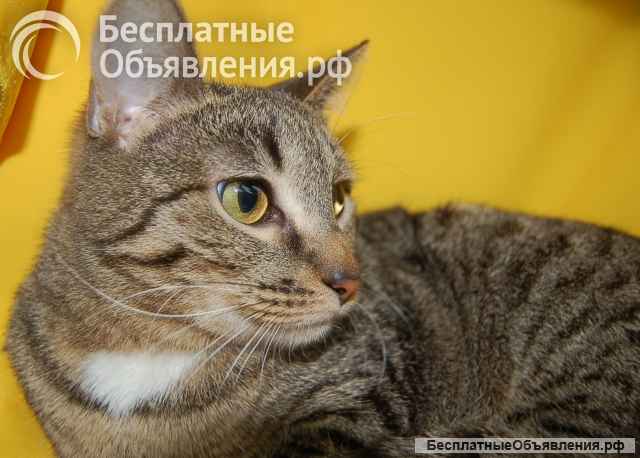 Кошка Веста ищет дом