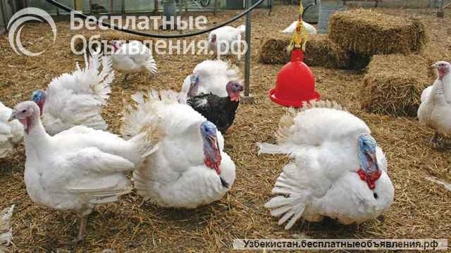 Требуется помощник по хозяйству в загородный дом