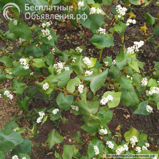 Цветы гречихи