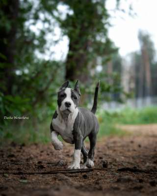 Очаровательный голубо-белый кобель Амстаффа 4 месяца ркф