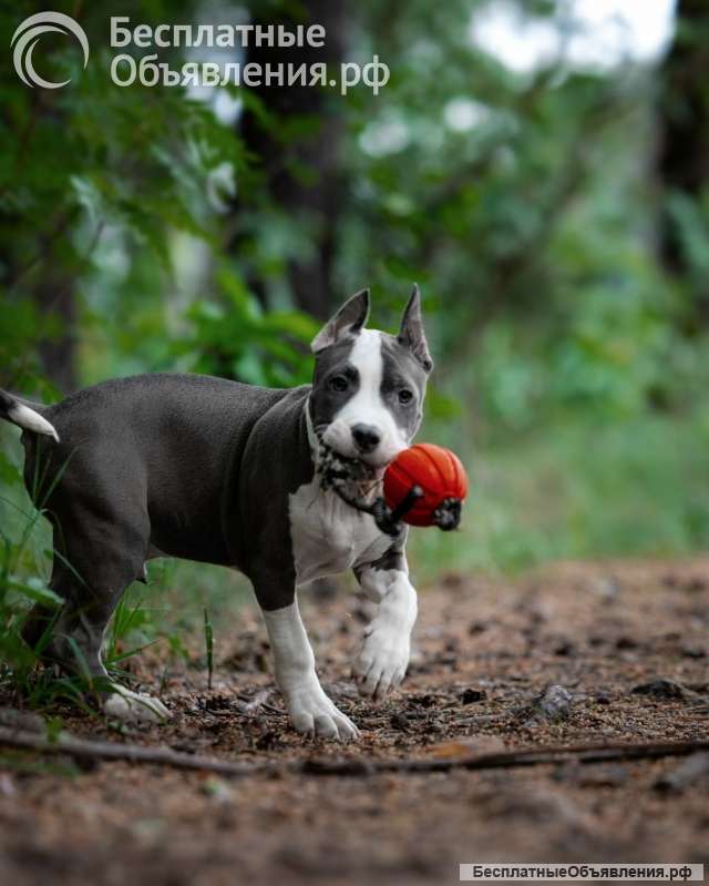 Очаровательный голубо-белый кобель Амстаффа 4 месяца ркф