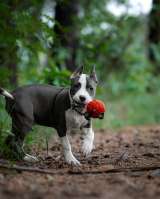 Очаровательный голубо-белый кобель Амстаффа 4 месяца ркф