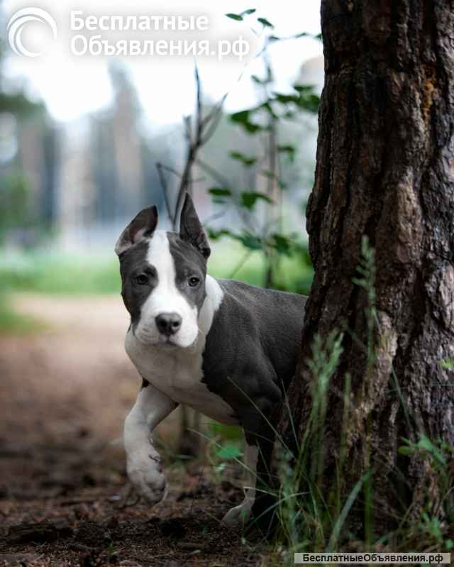Очаровательный голубо-белый кобель Амстаффа 4 месяца ркф