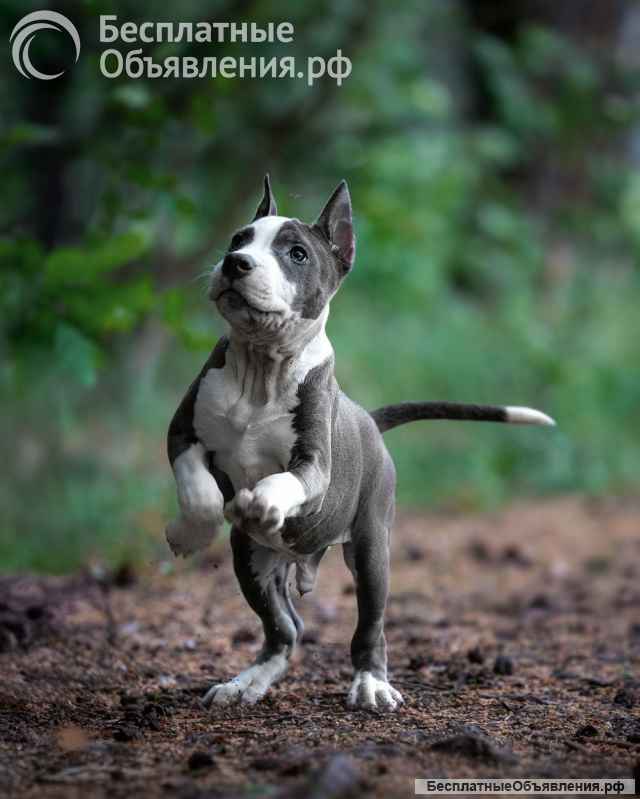 Очаровательный голубо-белый кобель Амстаффа 4 месяца ркф