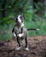 Очаровательный голубо-белый кобель Амстаффа 4 месяца ркф