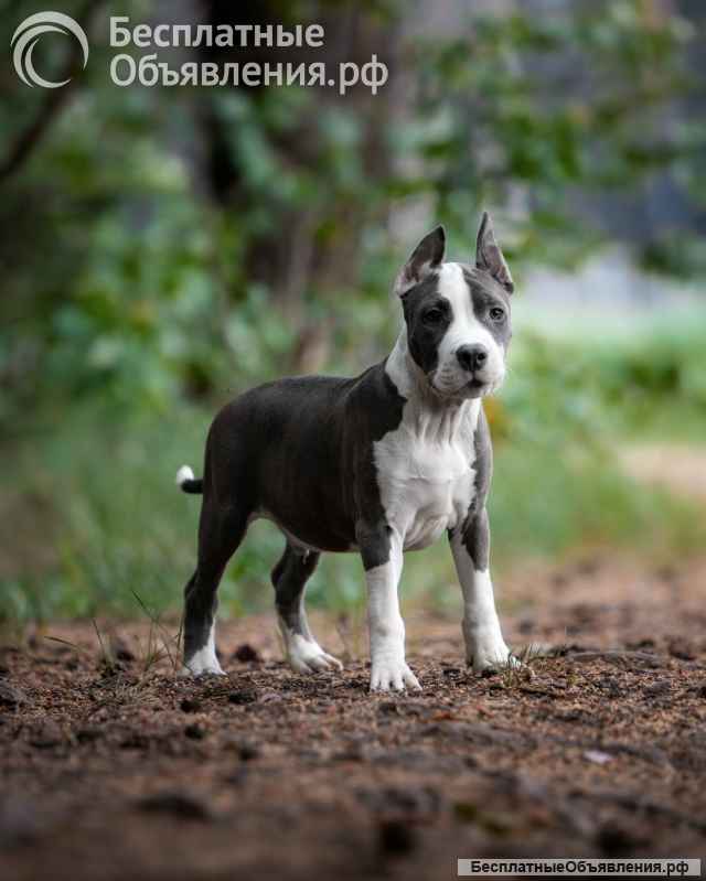 Очаровательный голубо-белый кобель Амстаффа 4 месяца ркф
