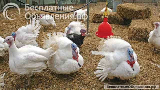 Нужны рабочие для ухода за загородным домом