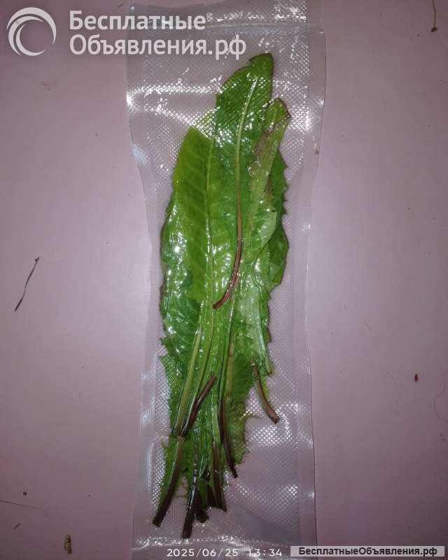 Зелень и корни лдуванчика