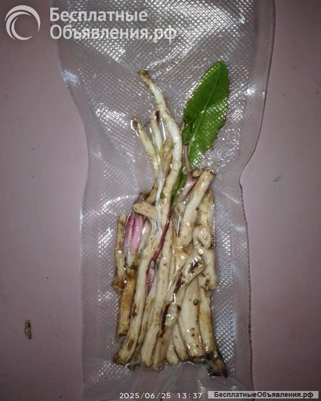 Зелень и корни лдуванчика