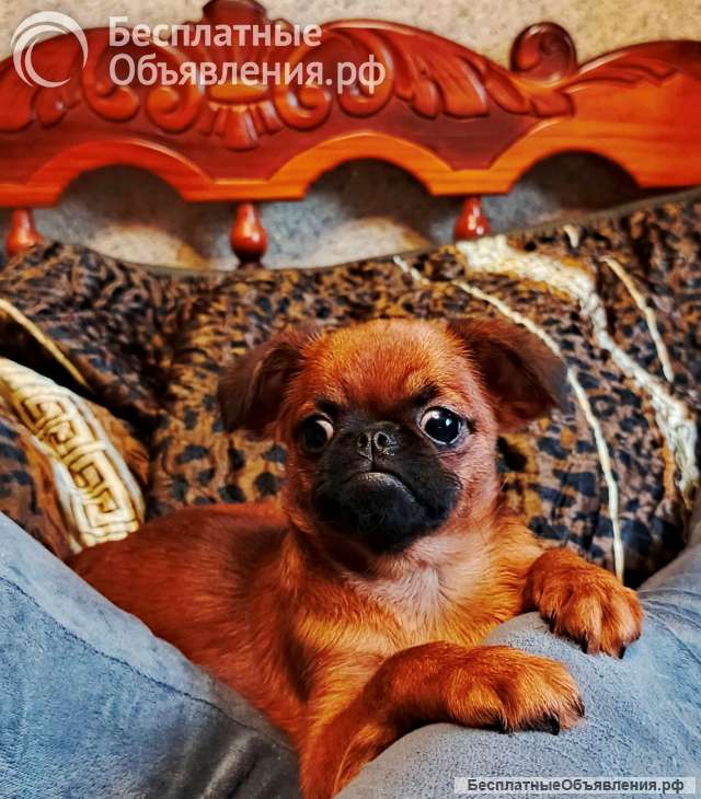 Малый брабансон яркий мальчик