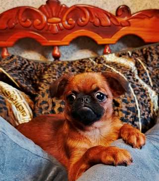 Малый брабансон яркий мальчик