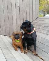 Малый брабансон яркий мальчик