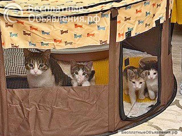Надоевшие игрушки, три котенка и мама-кошка в добрые руки
