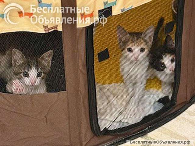 Надоевшие игрушки, три котенка и мама-кошка в добрые руки