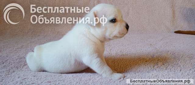Щенки стаффи